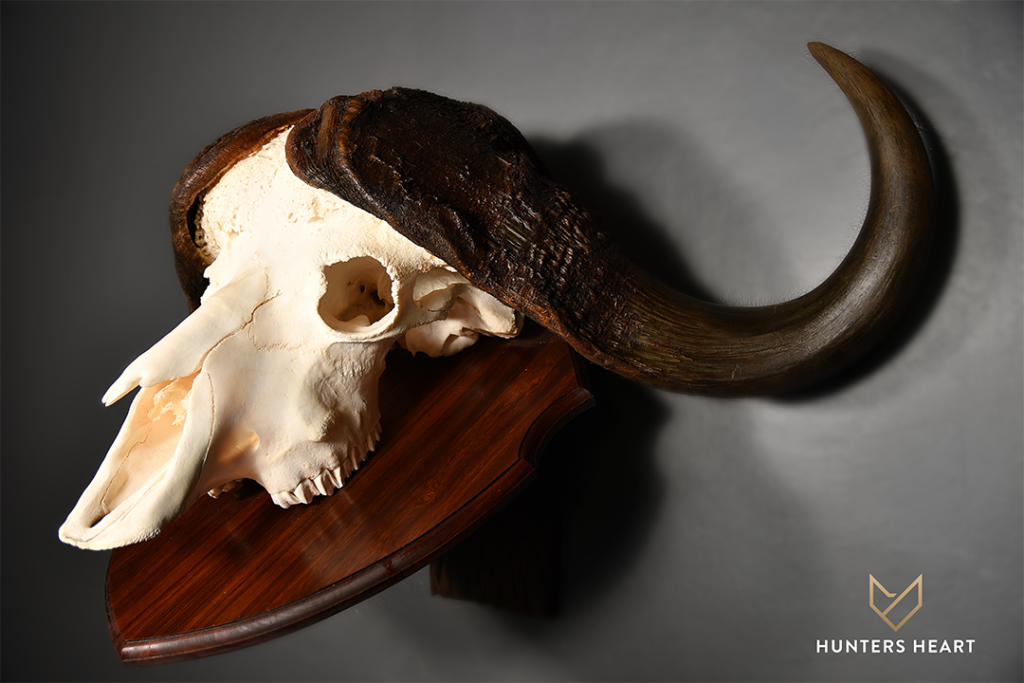 new buffalo skull