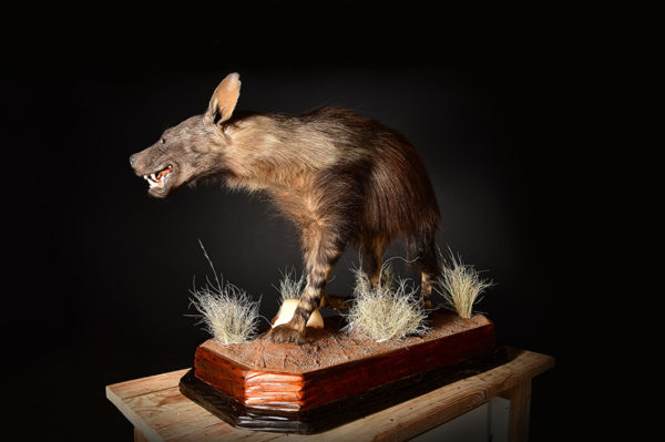 Brown-Hyena-Life-Size-Mount-2