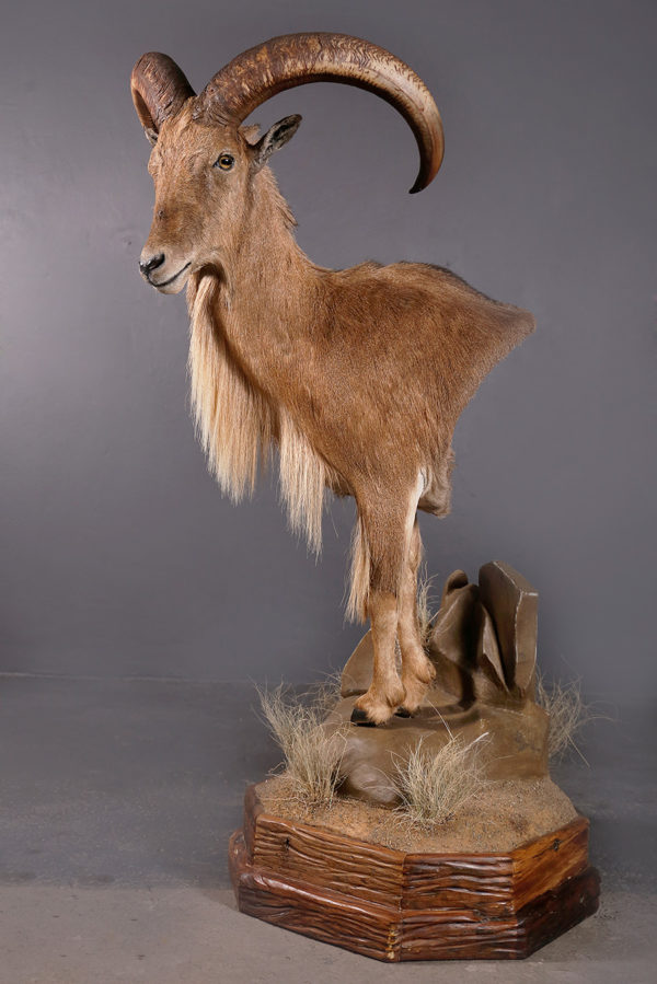 Barbary-Sheep-Half-Mount