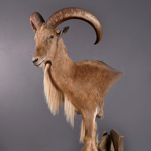 Barbary-Sheep-Half-Mount-cropped