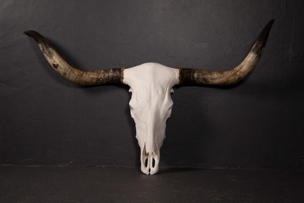 Cattle-Bleached-Skull