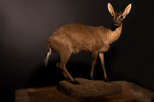 Common-Duiker-Life-Size-Mount