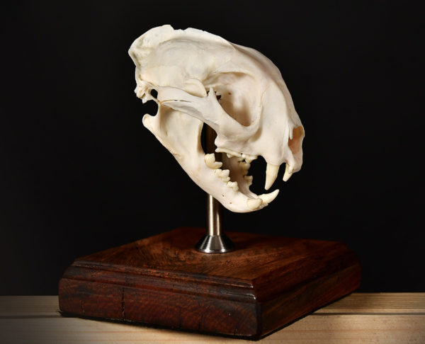 Custom-Caracal-Bleached-Skull