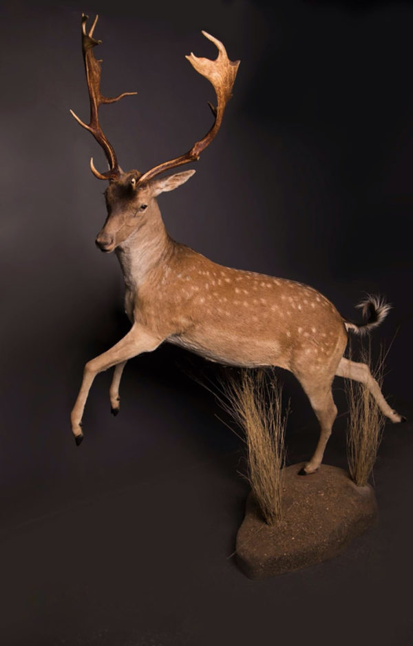 Fallow-Deer-Life-Size-Mount-1