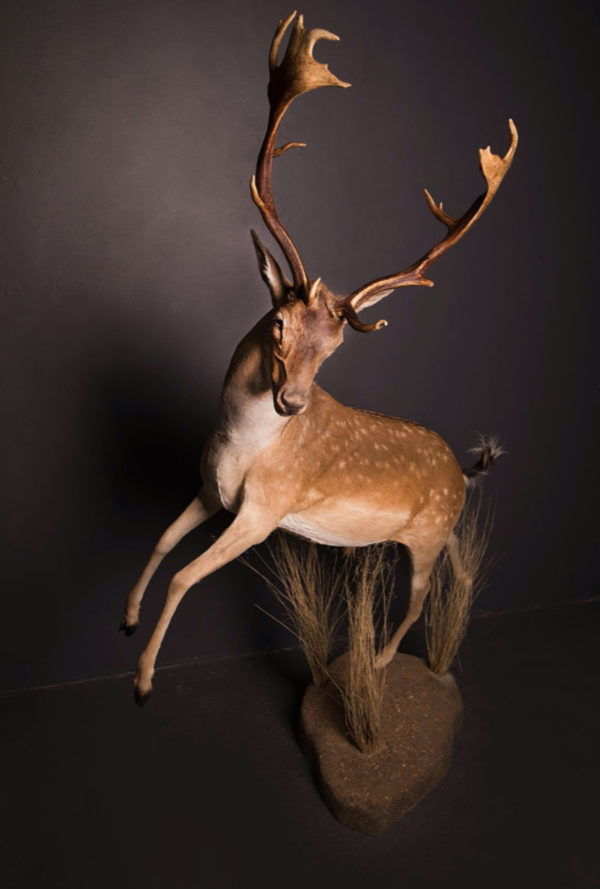 Fallow-Deer-Life-Size-Mount-2