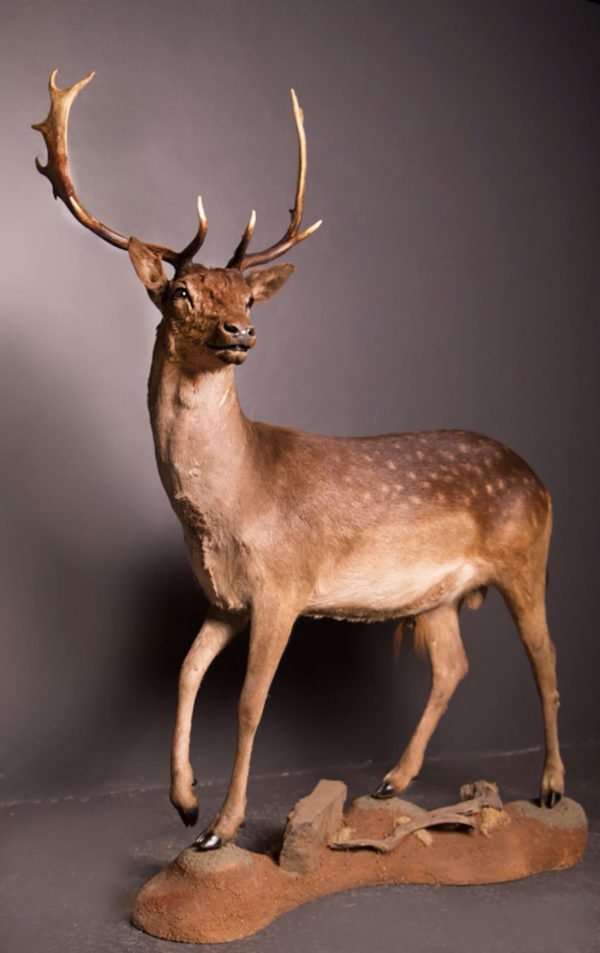 Fallow-Deer-Life-Size-Mount-3