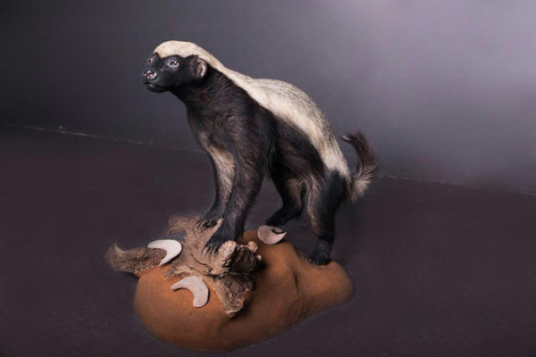 Honey-Badger-Life-Size-Mount