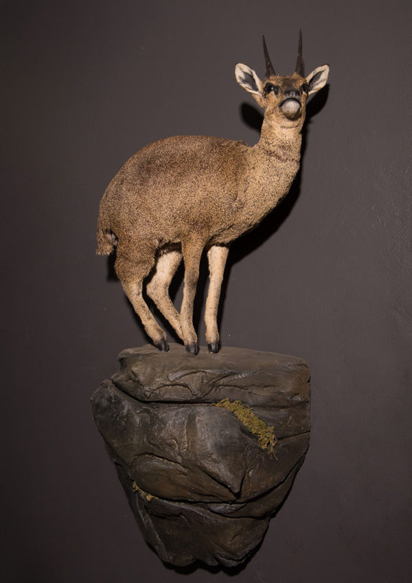 Klipspringer-Life-Size-Mount