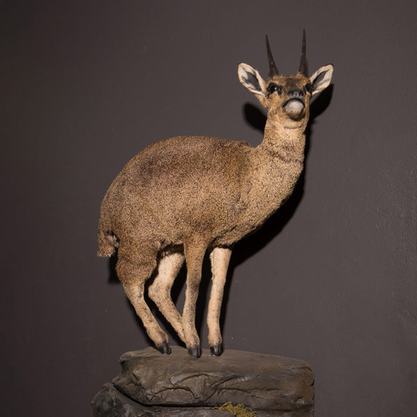 Klipspringer-Life-Size-Mount-cropped