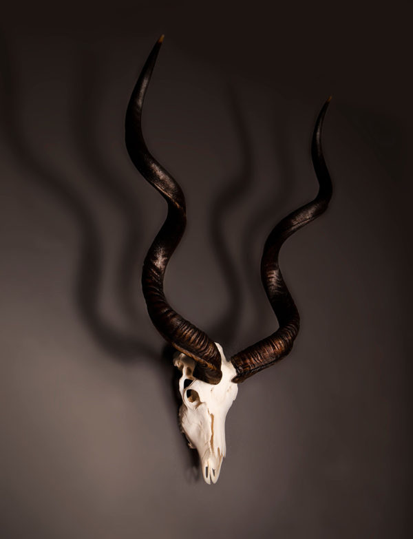 Kudu-Bleached-Skull