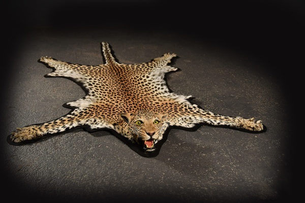 Leopard-Rug-Mount