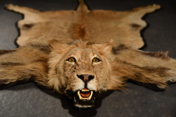 Lion-Rug-Mount-1