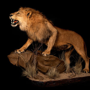 Lion-growling-Life-Size-Mount-1