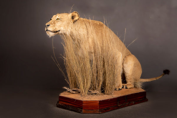 Lion-stalking-Life-Size-Mount-1