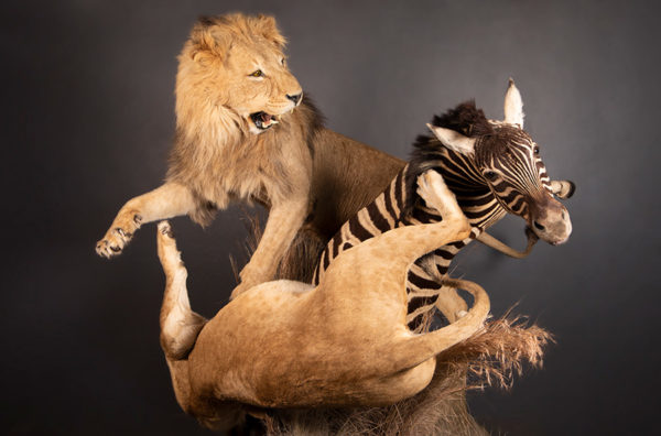 Lions-Life-Size-Custom-Mount-2