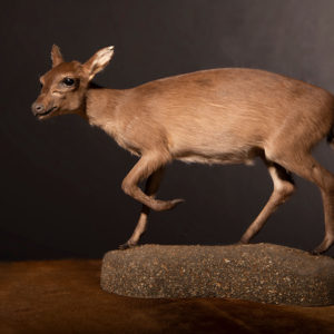 Maxwell-Duiker-Life-Size-Mount