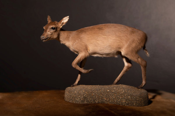 Maxwell-Duiker-Life-Size-Mount