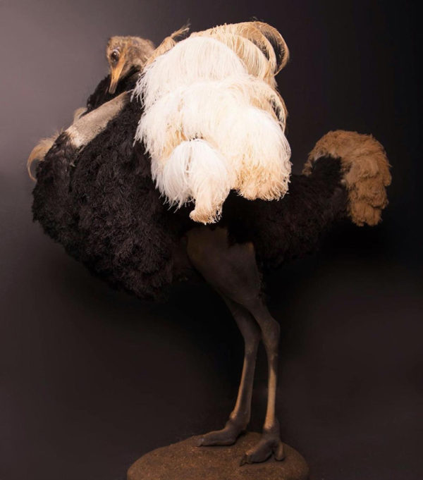 Ostrich-Life-Size-Mount