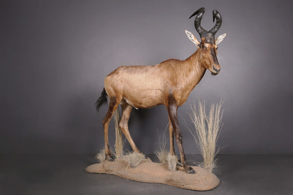 Red-Hartebeest-Life-Size-Mount-2