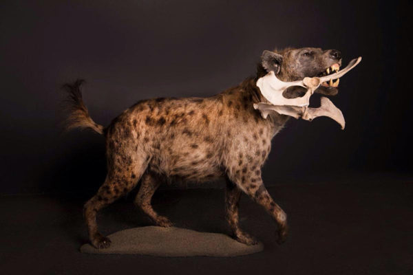 Spotted-Hyena-Life-Size-Mount