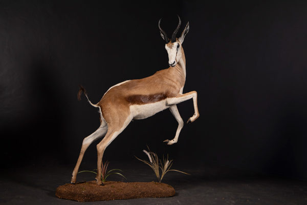 Springbuck-Life-Size-Mount