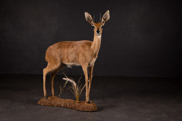 Steenbuck-Life-Size-Mount