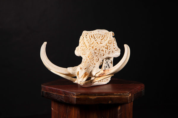 Warthog-Bleached-Skull