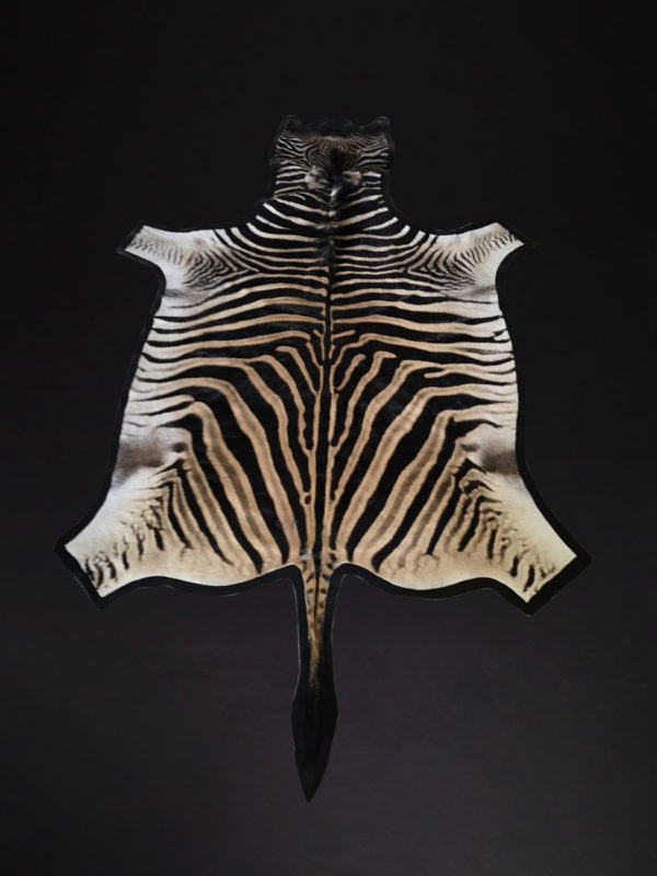 Zebra-Tanned-Flat-Skin