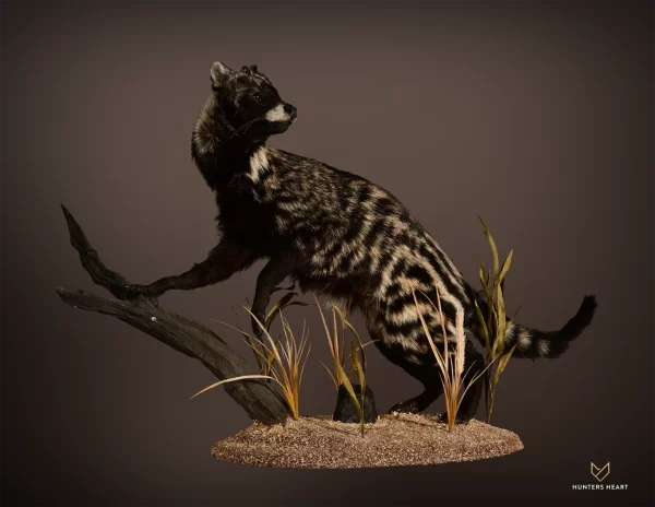 African Civet Cat Lifesize Mount 1