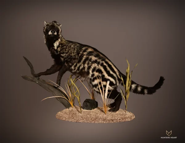 African Civet Cat Lifesize Mount 2