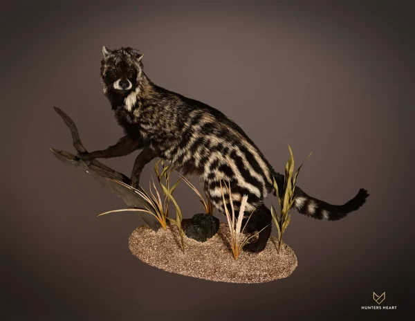 African Civet Cat Lifesize Mount 3