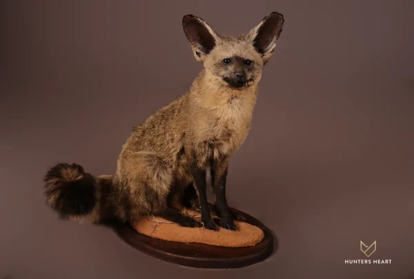 Bat-eared Fox Lifesize Mount