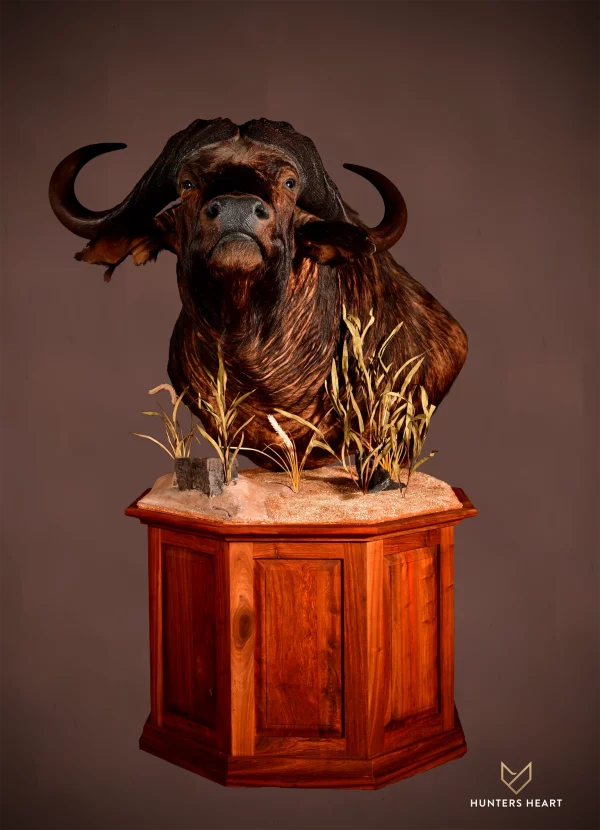 Cape Buffalo Floor Pedestal Mount