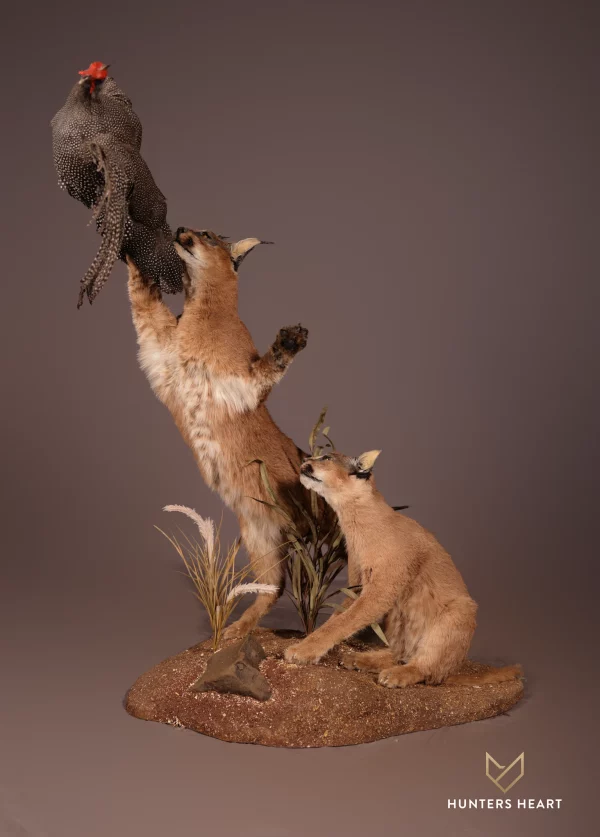 Caracal Hunting Guinea fowl Lifesize Mount