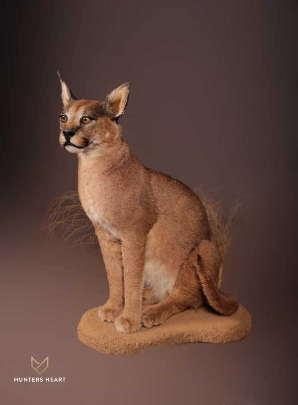 Caracal Lifesize Mount