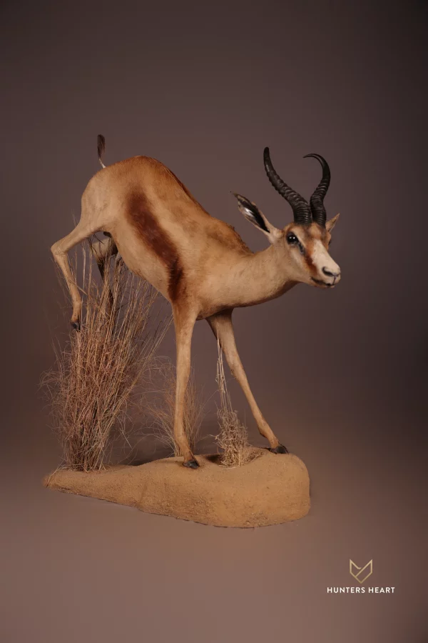 Copper Springbuck Lifesize Mount