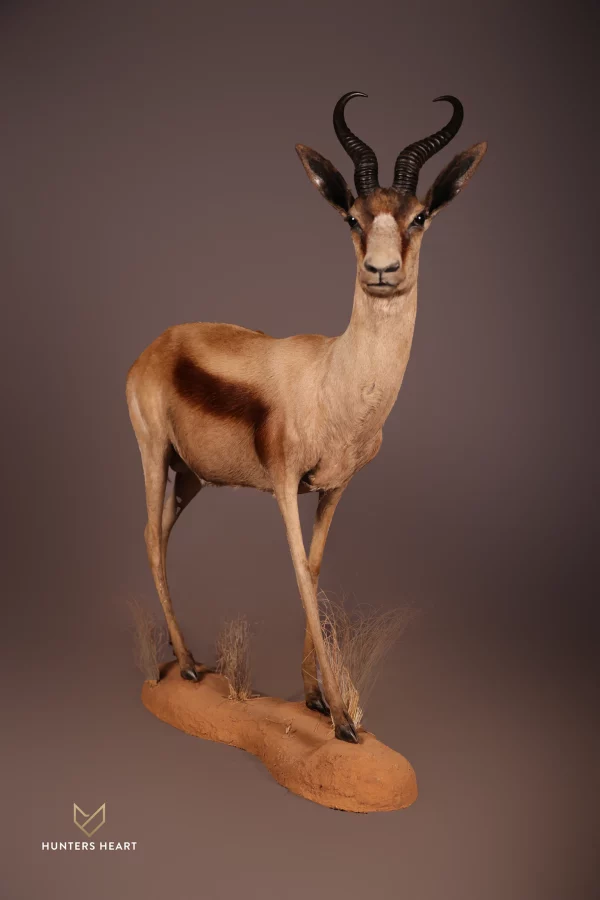 Copper Springbuck Lifesize Mount