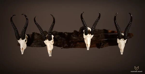 Custom Springbuck Skulls on Leadwood