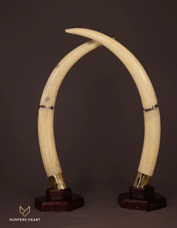 Elephant Replica Tusks