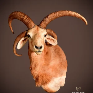 Jacob Sheep 4 Horns Shoulder Mount