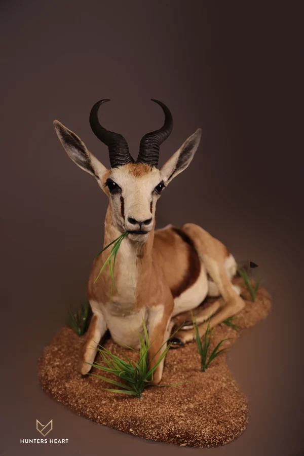 Kalahari Springbuck Life size Mount