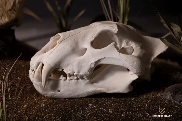 Lion Bleached Skull