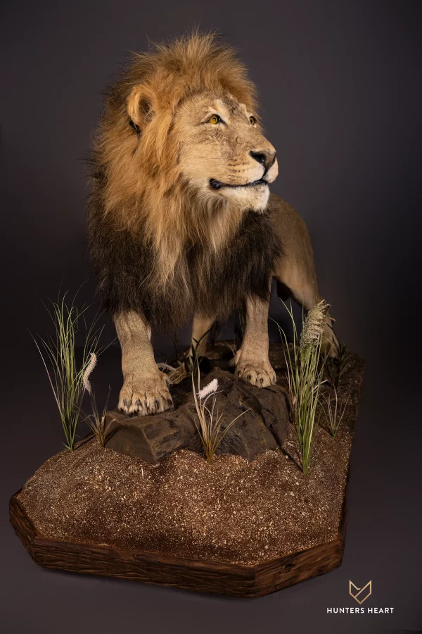 Lion Life size Mount