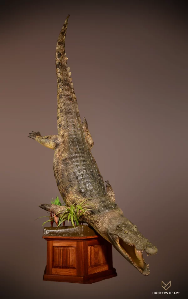 Nile Crocodile Life size Mount