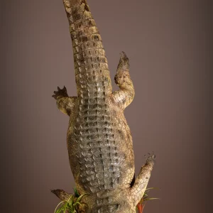 Nile Crocodile Lifesize Mount 2