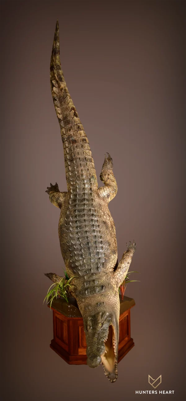 Nile Crocodile Lifesize Mount 2