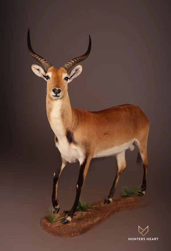 Red Lechwe Life size Mount