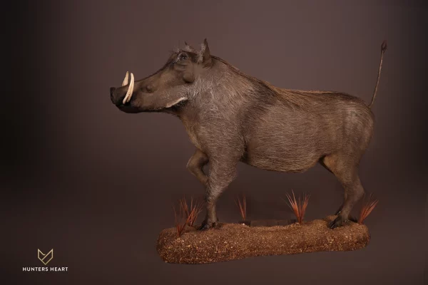 Warthog Life size Mount