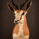Springbuck full mount taxidermy