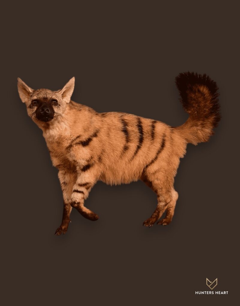 ALT TEXT|Aardwolf Life-Size mount Taxidermy - Exclusive Mount